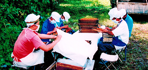 蜂の習性を利用して人工王座で採取